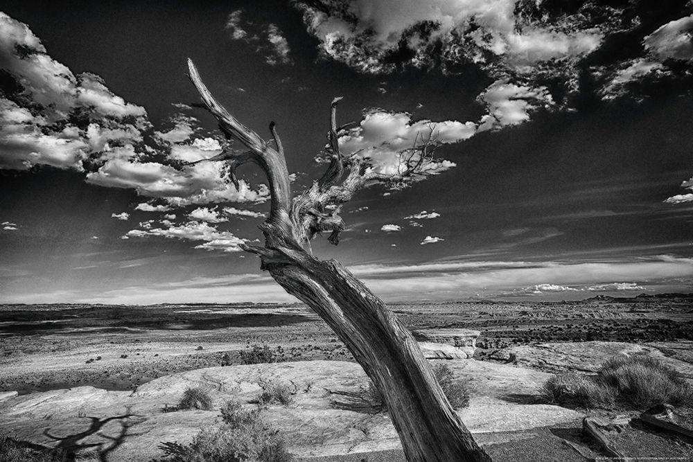 Wall Art Painting id:213487, Name: Desert Tree, Artist: Linden, Sally