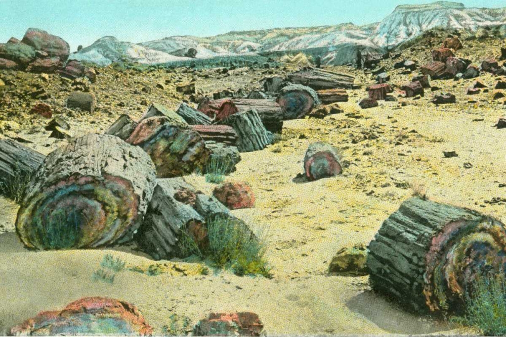 Wall Art Painting id:172718, Name: Petrified Forest, Artist: Paul, Alan