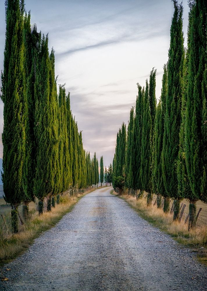 Wall Art Painting id:327233, Name: Cypresses, Artist: Kostka, Vladimir