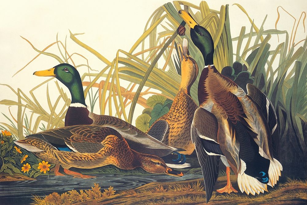 Wall Art Painting id:265610, Name: Mallard Duck, Artist: Audubon, John James