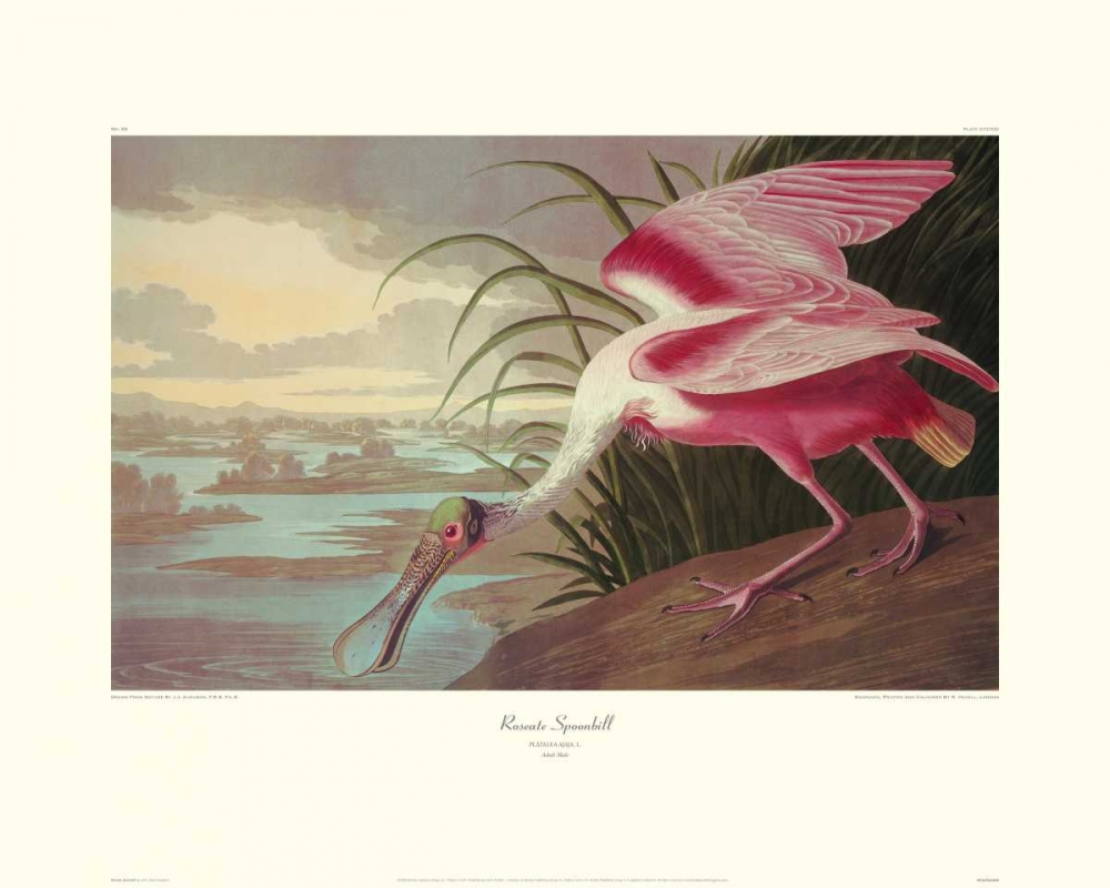 Wall Art Painting id:93691, Name: Roseate Spoonbill (decorative border), Artist: Audubon, John James