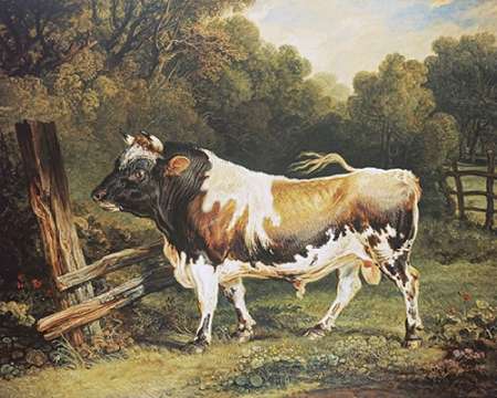 Wall Art Painting id:185535, Name: A Bull of The Alderney Breed, Artist: Ward, James