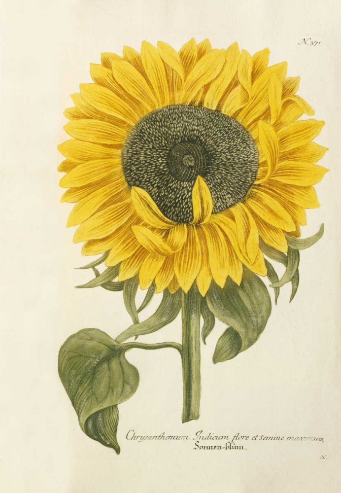 Wall Art Painting id:90129, Name: Sun Flower, Artist: Weinmann, Johann Wilhem