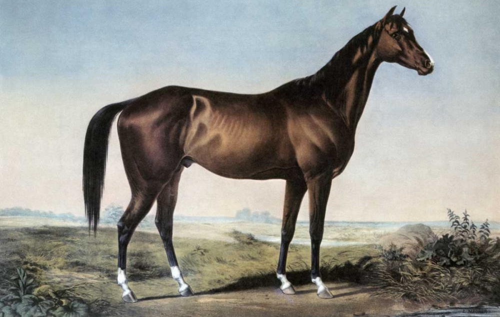 Wall Art Painting id:90872, Name: Celebrated Horse Lexington, Artist: Currier and Ives