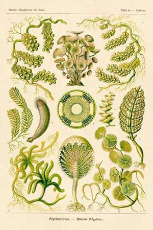 Wall Art Painting id:188627, Name: Haeckel Nature Illustrations: Siphoneae Hydrozoa, Artist: Haeckel, Ernst