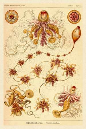 Wall Art Painting id:188628, Name: Haeckel Nature Illustrations: Siphoneae Hydrozoa, Artist: Haeckel, Ernst