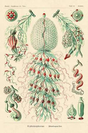 Wall Art Painting id:188630, Name: Haeckel Nature Illustrations: Siphoneae Hydrozoa, Artist: Haeckel, Ernst