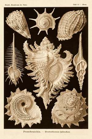 Wall Art Painting id:188631, Name: Haeckel Nature Illustrations: Gastropods - Sepia Tint, Artist: Haeckel, Ernst