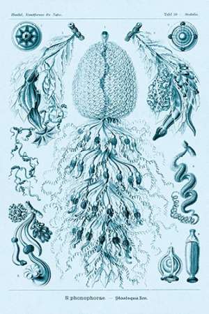 Wall Art Painting id:188633, Name: Haeckel Nature Illustrations: Siphoneae Hydrozoa - Blue-Green Tint, Artist: Haeckel, Ernst