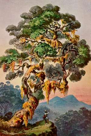 Wall Art Painting id:189037, Name: Der Vulkan Merapi auf Sumatra Hochland von Padang, Artist: Haeckel, Ernst