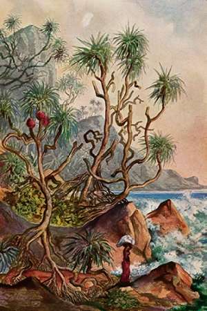 Wall Art Painting id:189038, Name: Pandanus bei Matura SMuseumaubenpalmen an der Sudkuste von Ceylon, Artist: Haeckel, Ernst