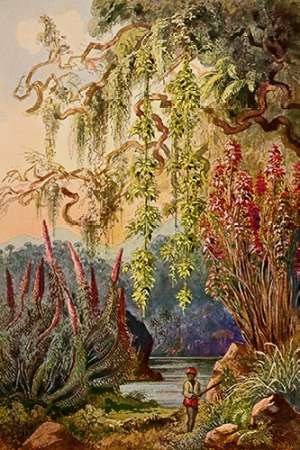 Wall Art Painting id:189039, Name: Nillu-Busche und Hangebambusen Hochland von Ceylon, Artist: Haeckel, Ernst
