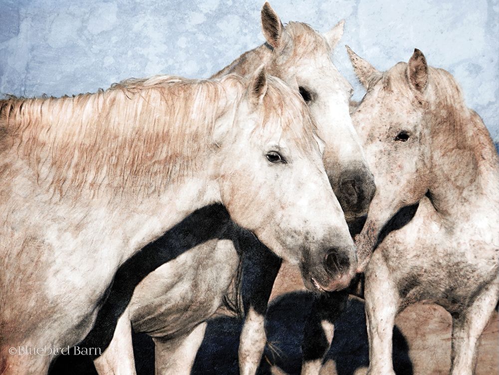 Wall Art Painting id:307823, Name: White Horse   , Artist: Bluebird Barn