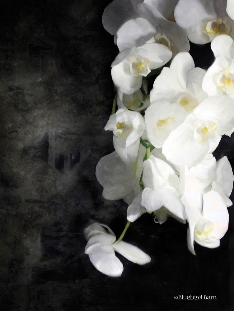 Wall Art Painting id:249172, Name: Contemporary White Orchids, Artist: Bluebird Barn