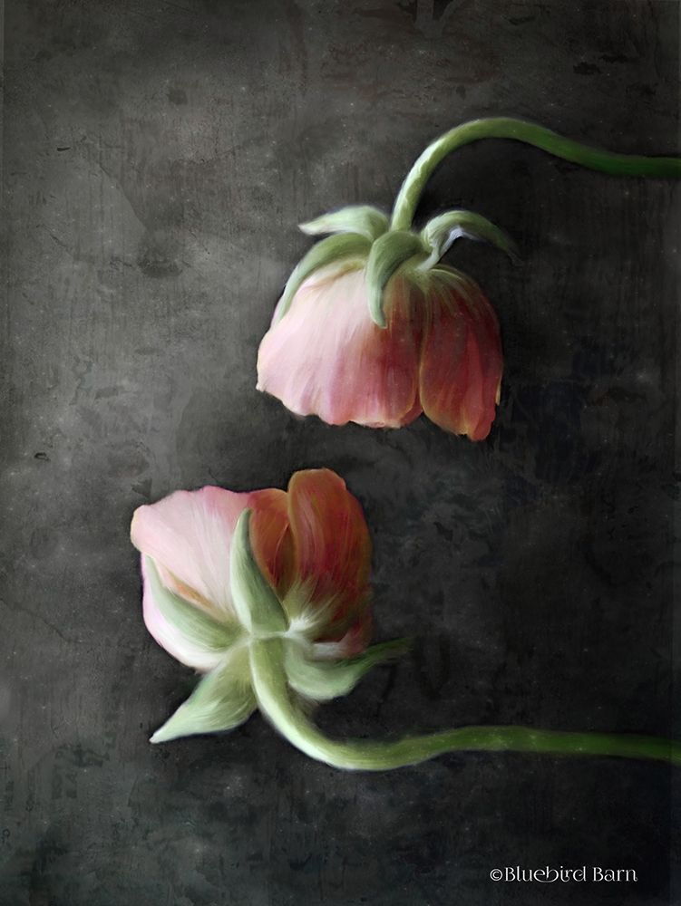 Wall Art Painting id:263421, Name: Contemporary Floral Pink Ranunculus, Artist: Bluebird Barn