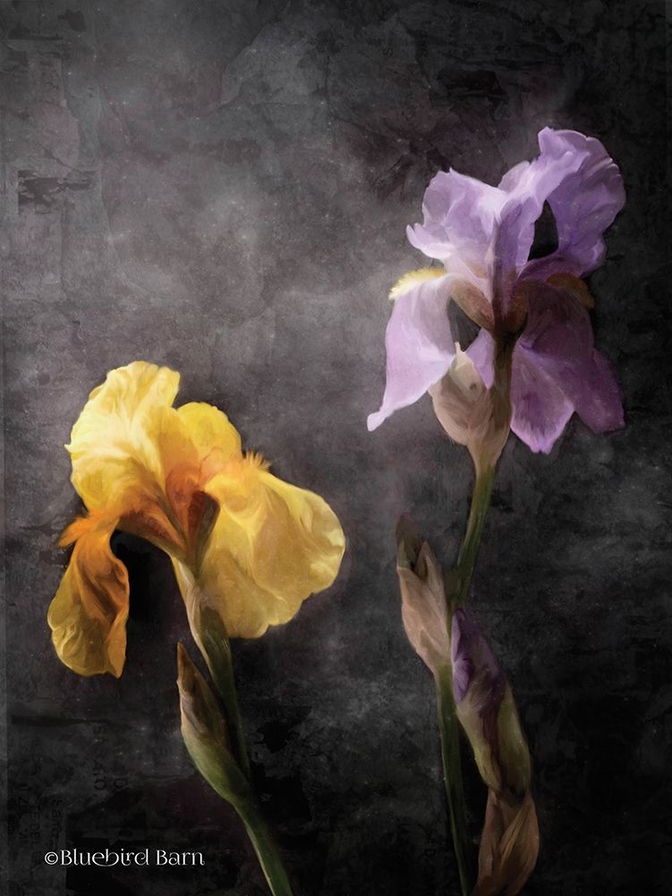 Wall Art Painting id:263422, Name: Contemporize Floral Iris, Artist: Bluebird Barn