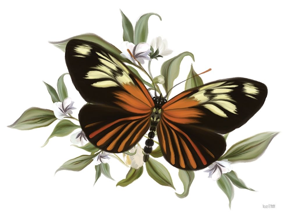 Wall Art Painting id:407492, Name: Botanical Butterfly Heliconius   , Artist: House Fenway