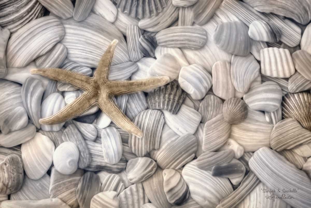 Wall Art Painting id:169788, Name: Starfish and Seashells, Artist: Deiter, Lori