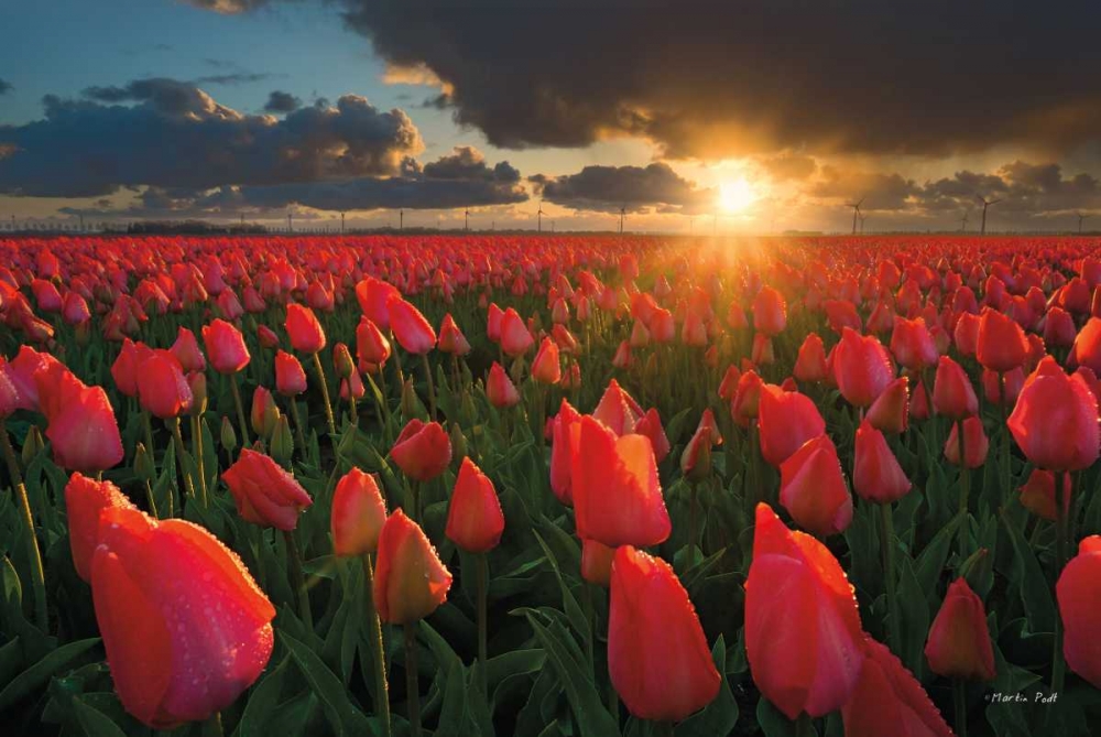 Wall Art Painting id:142918, Name: Tulips at Sunset, Artist: Podt, Martin