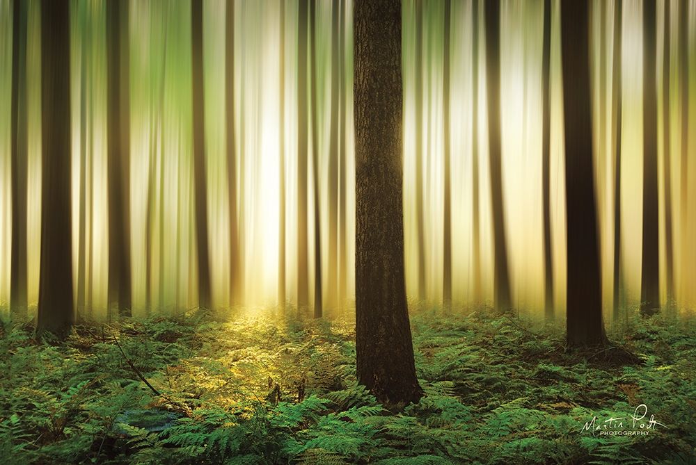 Art Print: Forest in Motion