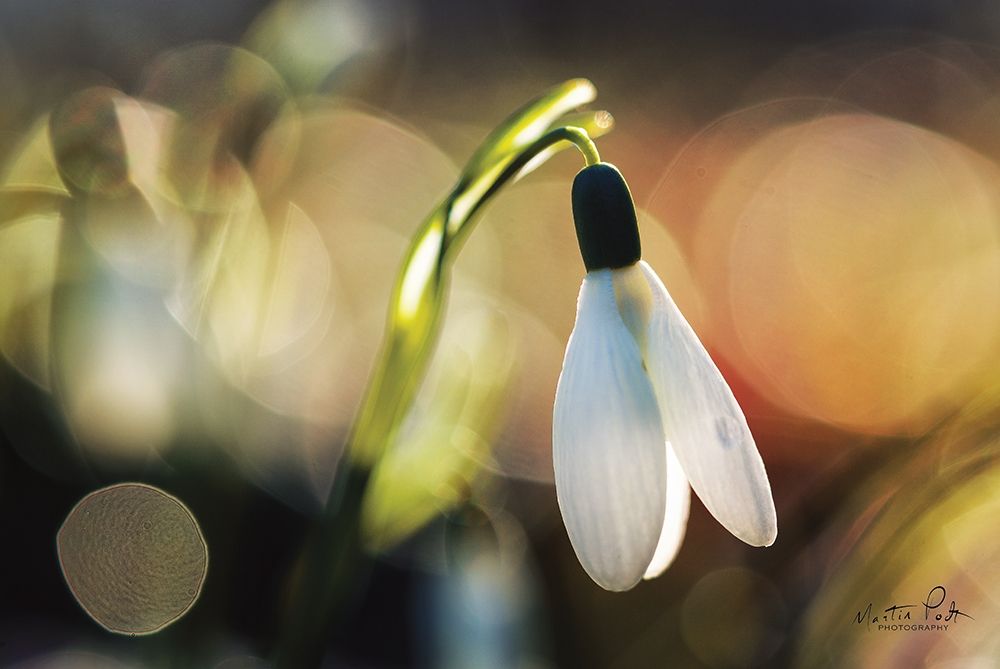 Wall Art Painting id:281735, Name: Snowdrops III, Artist: Podt, Martin