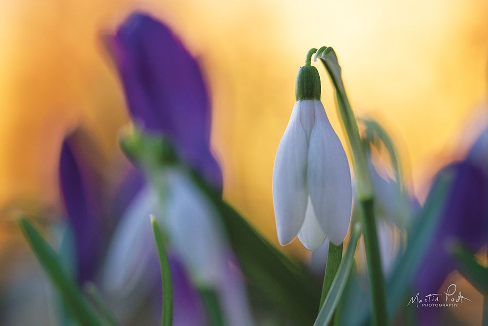 Wall Art Painting id:283520, Name: Snowdrop at Sunset, Artist: Podt, Martin