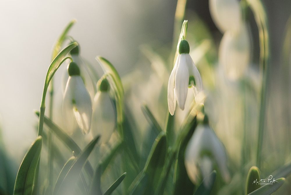 Wall Art Painting id:305145, Name: Snowdrops, Artist: Podt, Martin