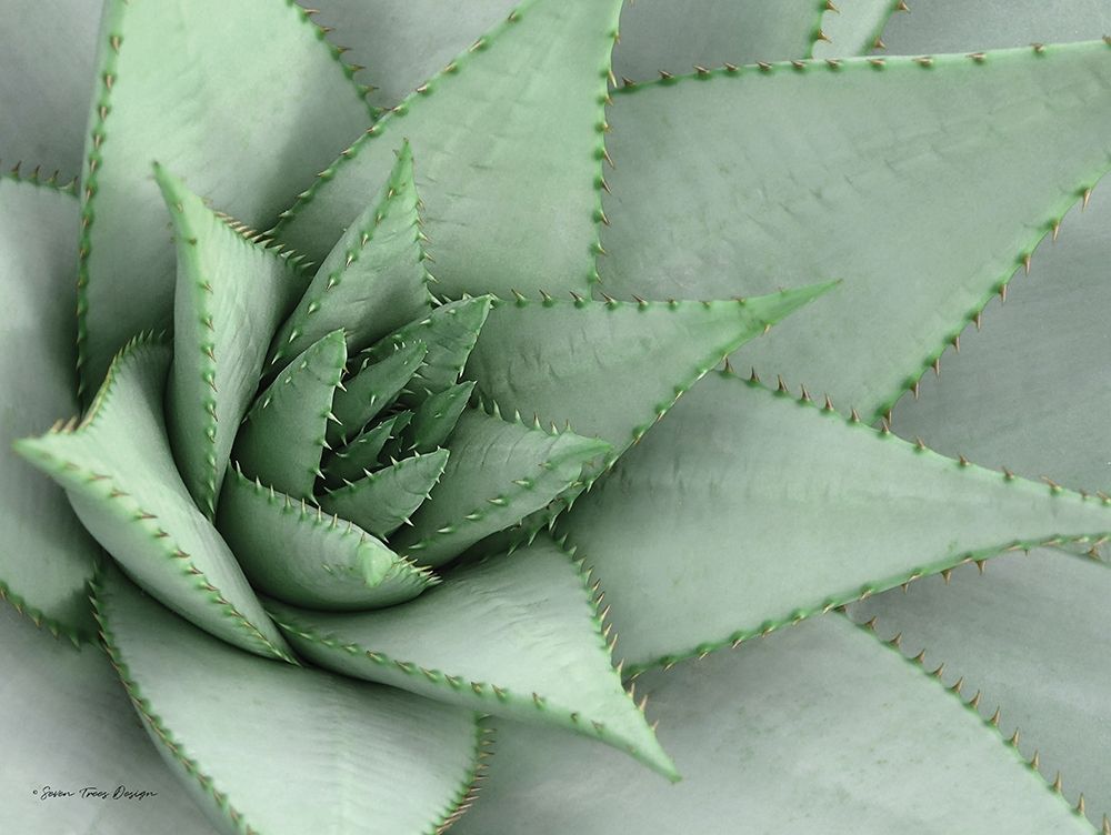 Wall Art Painting id:209162, Name: Pointy Tip Succulent, Artist: Seven Trees Design