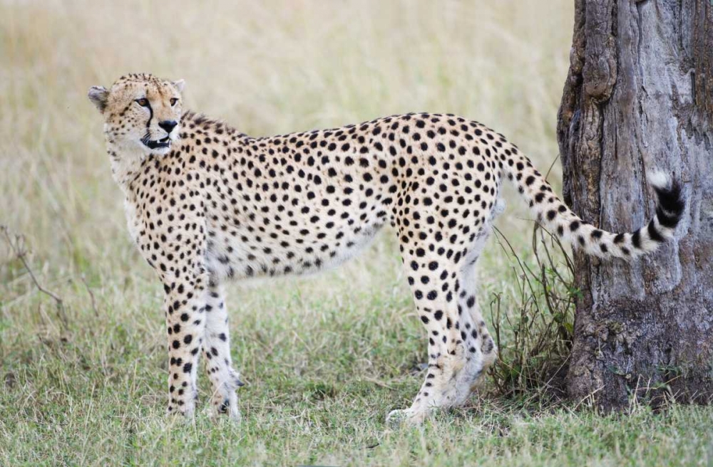 Wall Art Painting id:131185, Name: Kenya, Masai Mara Male cheetah pauses by tree, Artist: Morris, Arthur