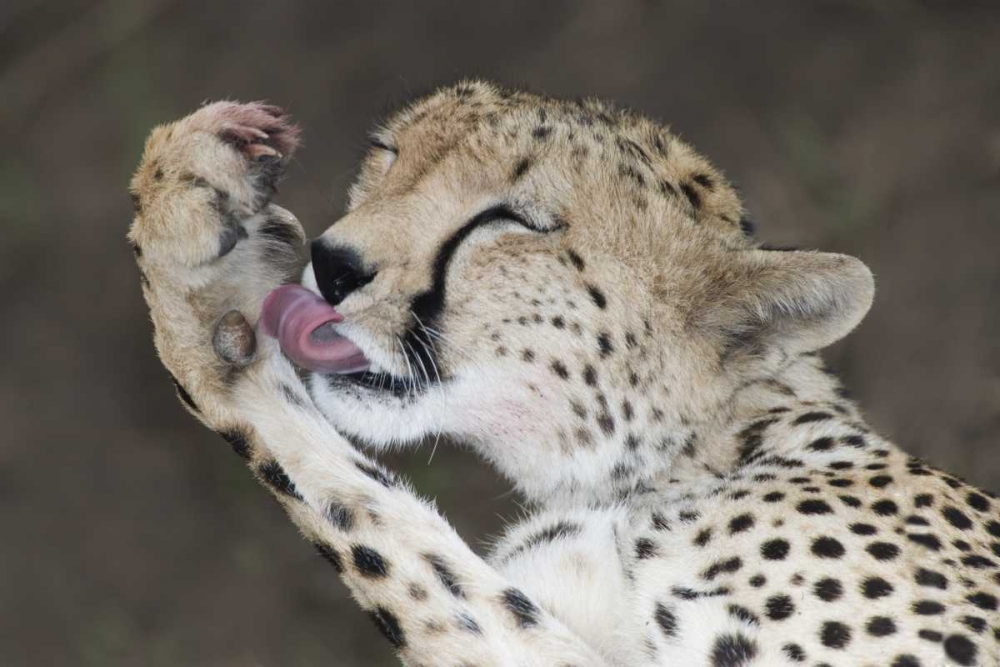 Wall Art Painting id:131101, Name: Kenya, Masai Mara Cheetah licking its paw, Artist: Morris, Arthur