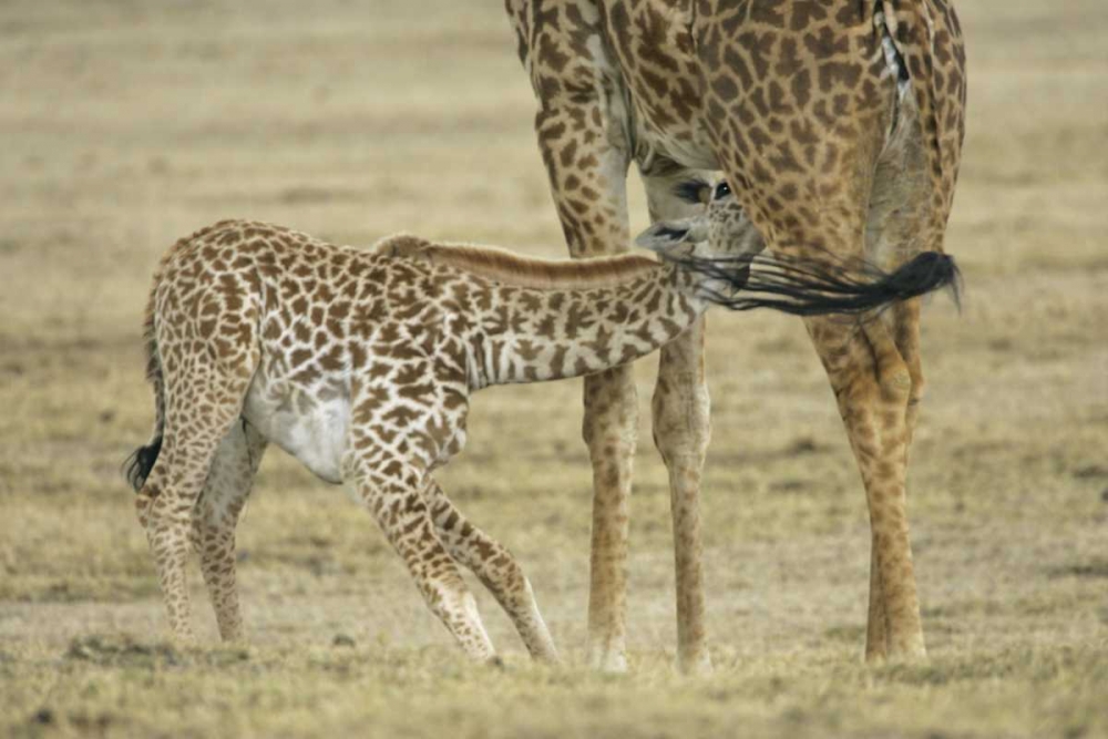 Wall Art Painting id:131108, Name: Kenya, Lake Naivasha Young giraffe nursing, Artist: Morris, Arthur