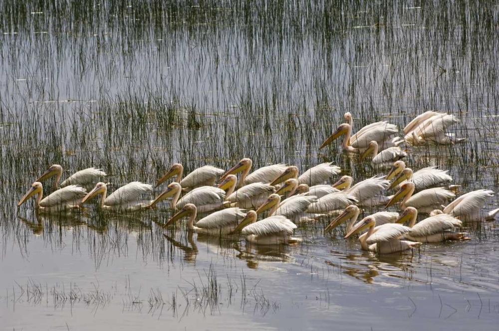Wall Art Painting id:130759, Name: Kenya, Lake Nakuru NP Flock of white pelicans, Artist: Kirkland, Dennis