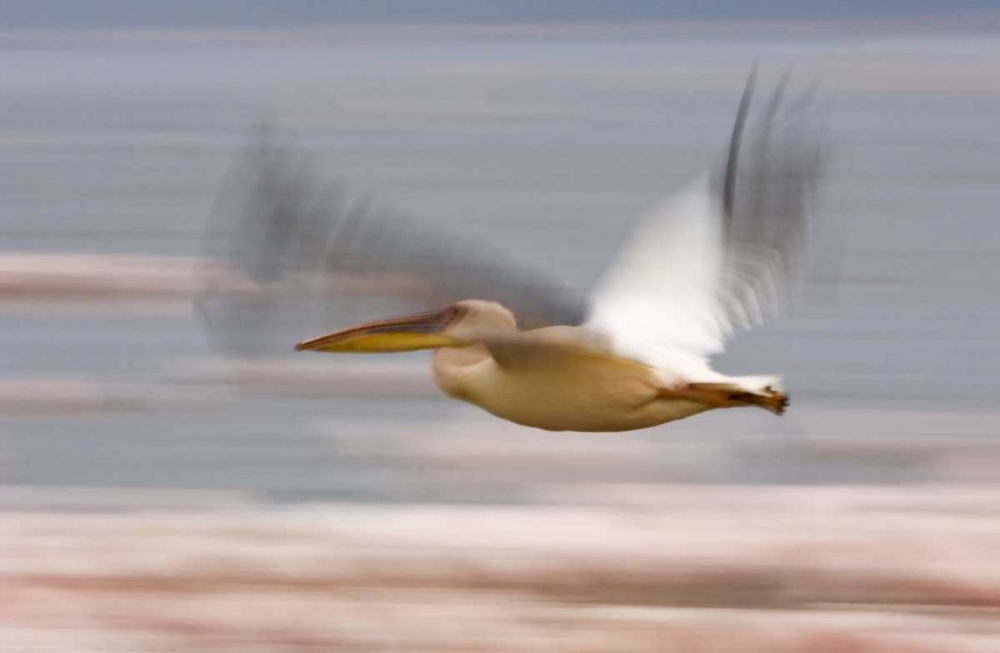 Wall Art Painting id:130758, Name: Kenya, Lake Nakuru NP Motion blur of pelicans, Artist: Kirkland, Dennis
