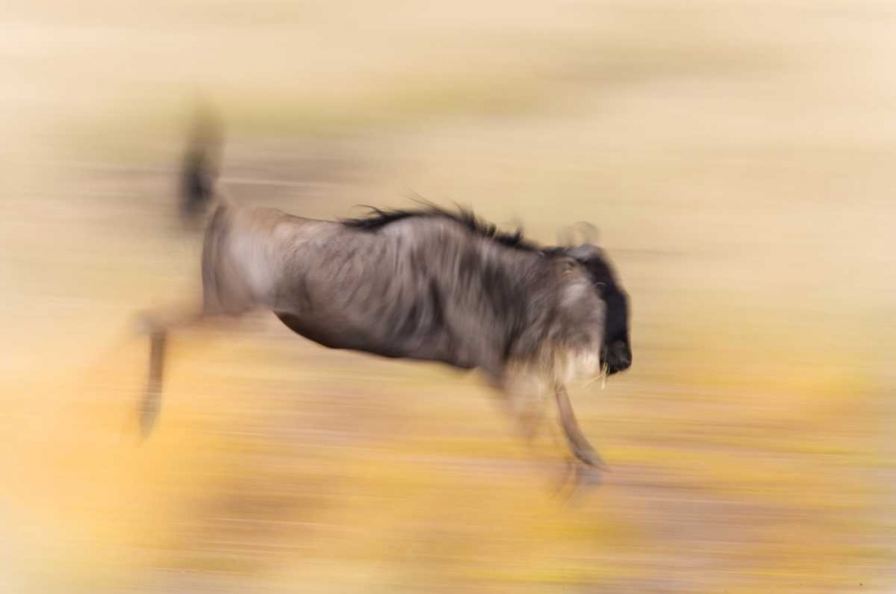 Wall Art Painting id:131189, Name: Kenya, Masai Mara Abstract blur of wildebeest, Artist: Morris, Arthur