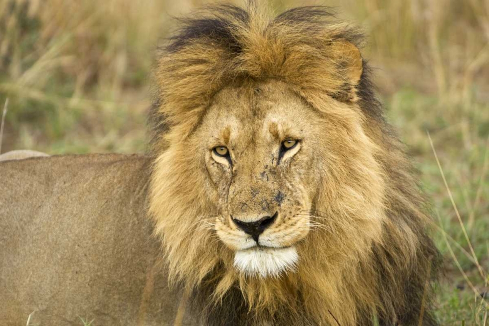 Art Print: Kenya, Masai Mara Close-up of lion