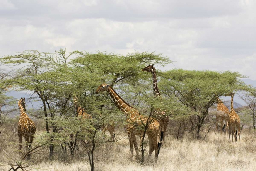 Wall Art Painting id:130713, Name: Kenya, Samburu Reserve Rothschild giraffes, Artist: Kirkland, Dennis