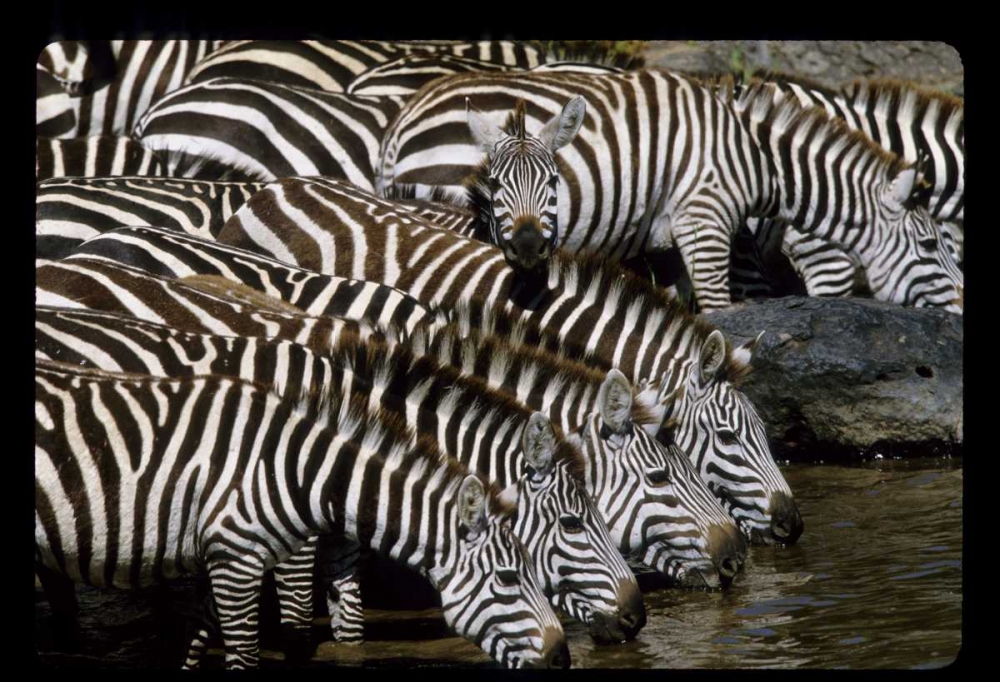 Wall Art Painting id:135984, Name: Kenya Herd of zebras drinking, Artist: Williams, Joanne