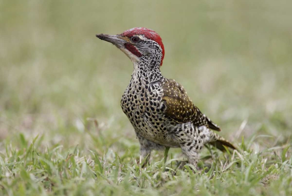 Wall Art Painting id:131165, Name: Kenya, Masai Mara, Nubian woodpecker in grass, Artist: Morris, Arthur