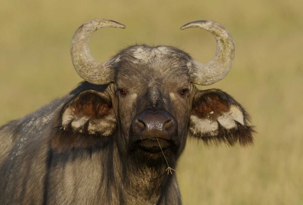 Wall Art Painting id:131043, Name: Kenya, Nakuru NP Cape buffalo grazing, Artist: Morris, Arthur