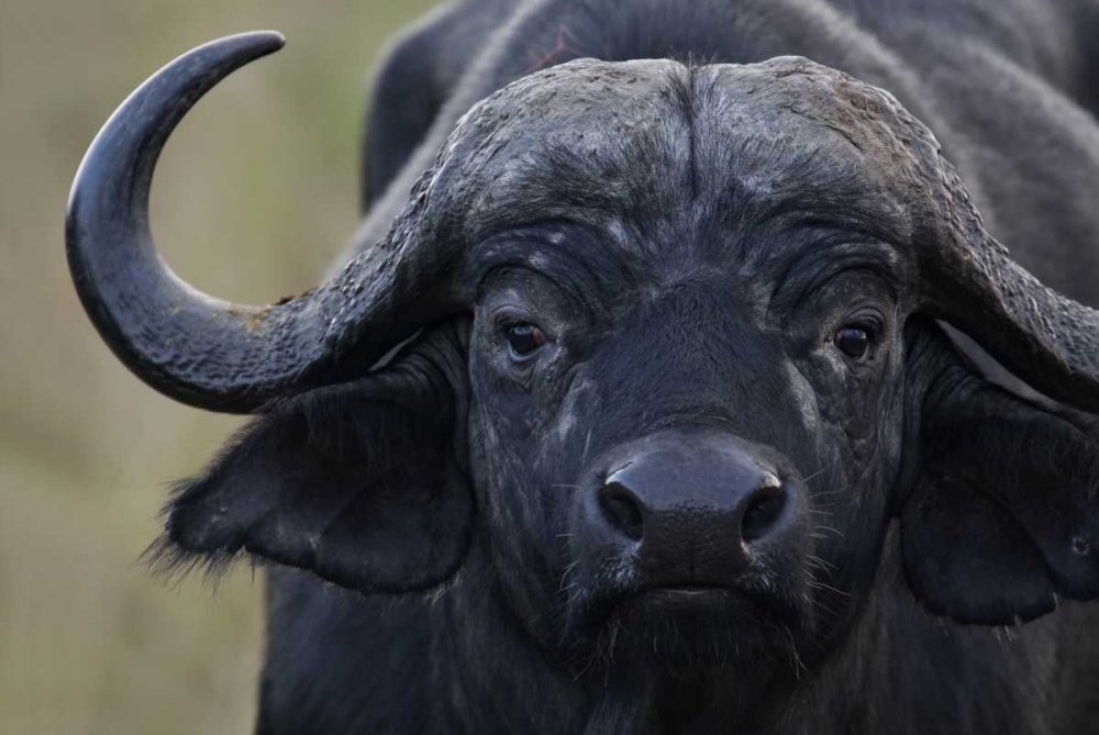 Wall Art Painting id:131217, Name: Kenya, Masai Mara, Keekorok Lodge Cape buffalo, Artist: Morris, Arthur