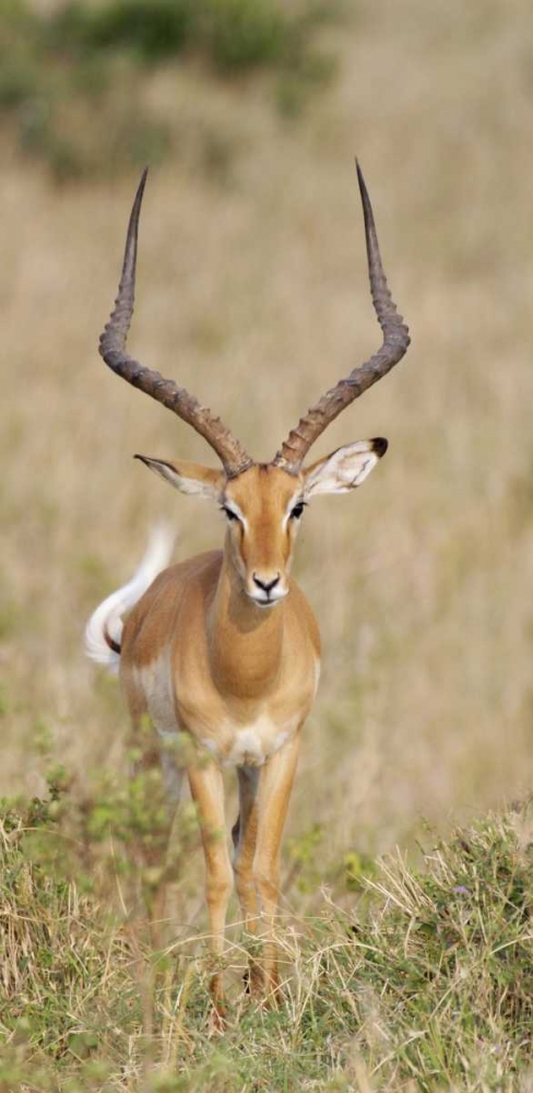 Wall Art Painting id:131042, Name: Kenya, Masai Mara Impala wagging tail, Artist: Morris, Arthur