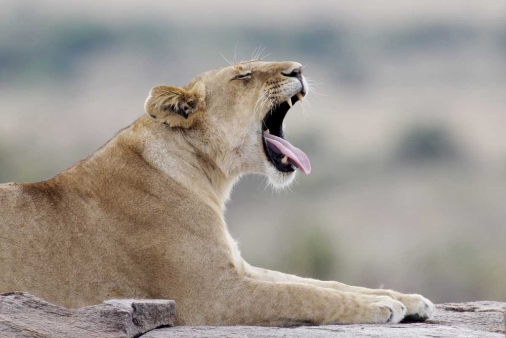 Wall Art Painting id:131254, Name: Kenya, Masai Mara African lioness yawns on rock, Artist: Morris, Arthur