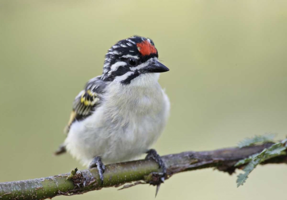 Wall Art Painting id:131287, Name: Kenya, Masai Mara Red-fronted tinkerbird on limb, Artist: Morris, Arthur