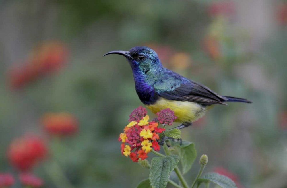 Wall Art Painting id:131279, Name: Kenya, Lake Naivasha Variable sunbird on flowers, Artist: Morris, Arthur