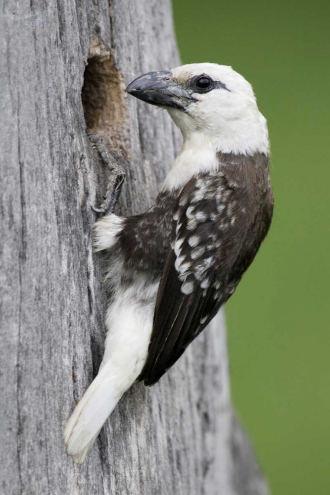 Wall Art Painting id:131292, Name: Kenya, Lake Naivasha White-headed barbet at nest, Artist: Morris, Arthur