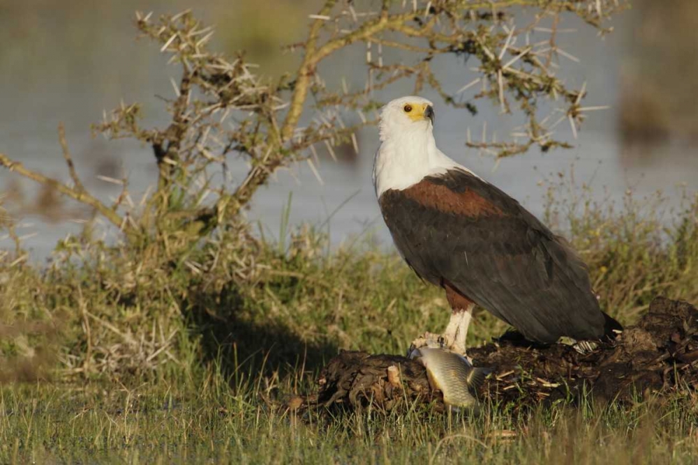 Wall Art Painting id:131208, Name: Kenya, Lake Naivasha African fish eagle eating, Artist: Morris, Arthur