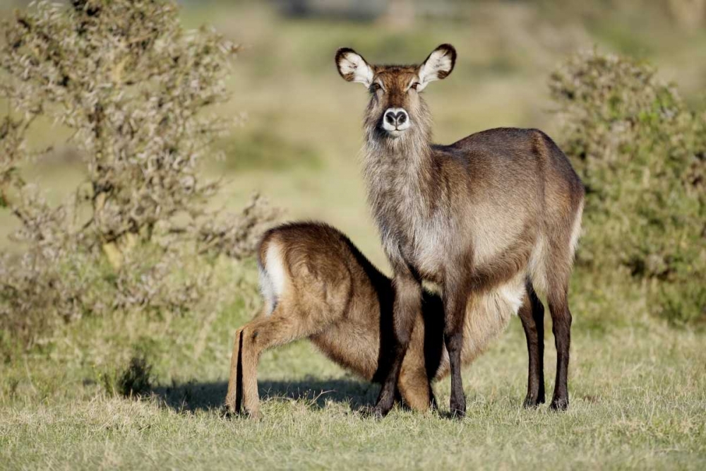 Wall Art Painting id:131285, Name: Kenya, Lake Naivasha Defassa waterbuck and young, Artist: Morris, Arthur