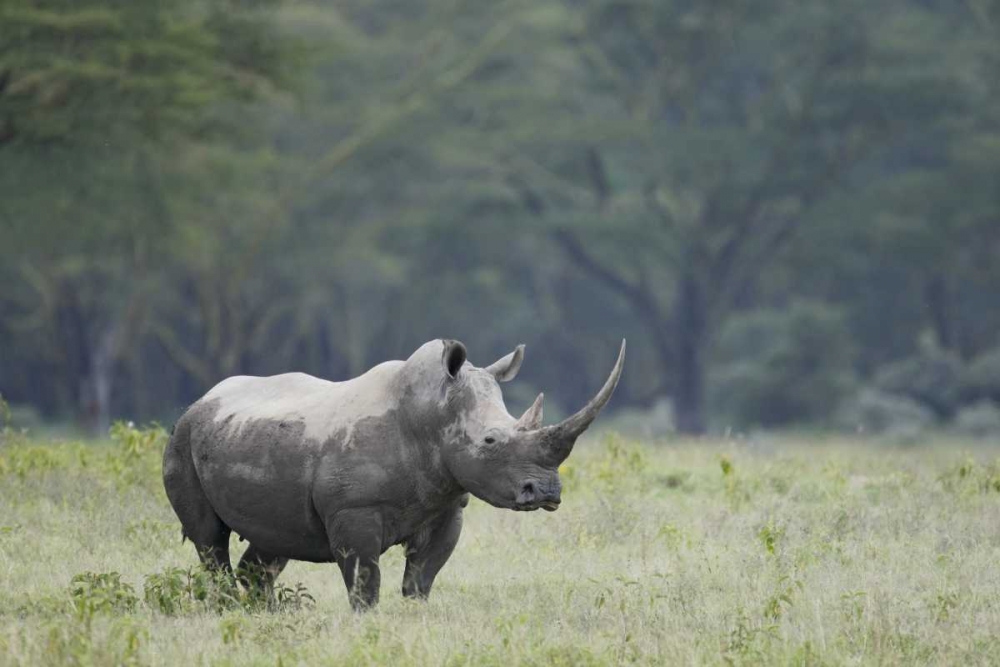 Wall Art Painting id:131102, Name: Kenya, Nakuru NP White rhinoceros grazing, Artist: Morris, Arthur