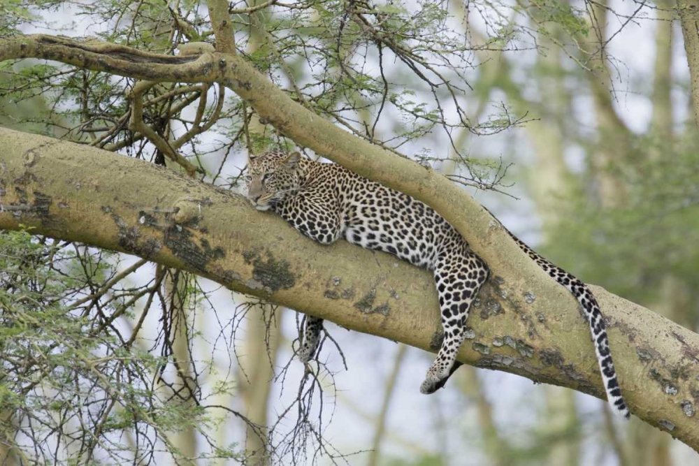 Wall Art Painting id:131080, Name: Kenya, Nakuru NP Leopard relaxing in tree, Artist: Morris, Arthur