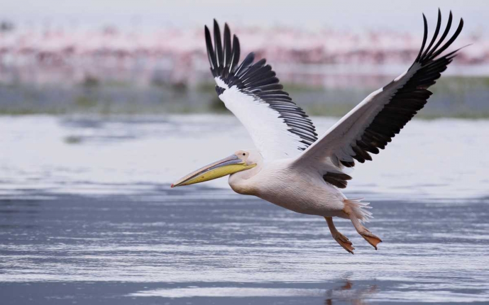 Wall Art Painting id:131221, Name: Kenya, Nakuru NP Great white pelican takes off, Artist: Morris, Arthur